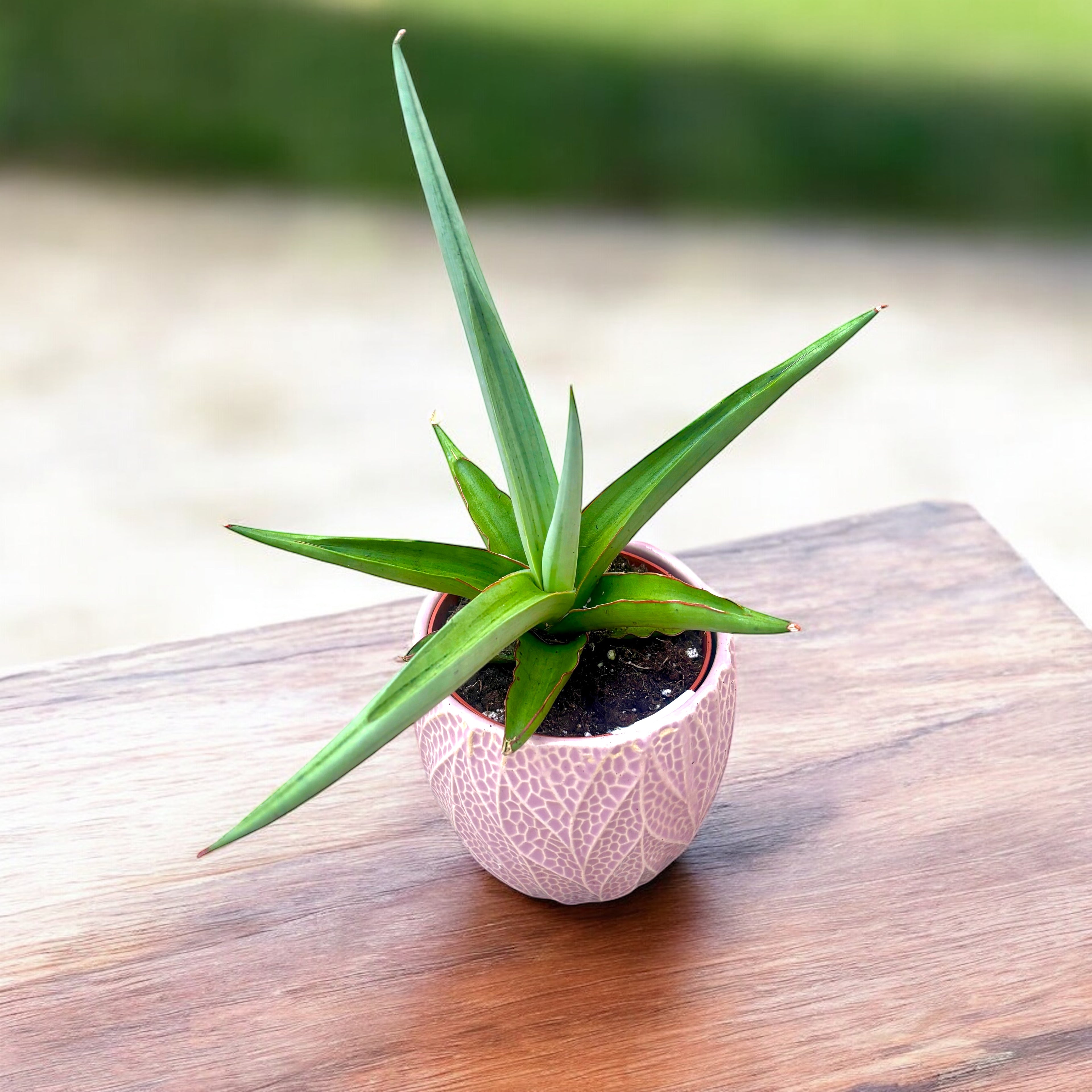 Sansevieria ‘Swan Dancer’ - suculenta rara
