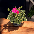 Pelargonium 'Madame Salleron' (színes levelű muskátli)