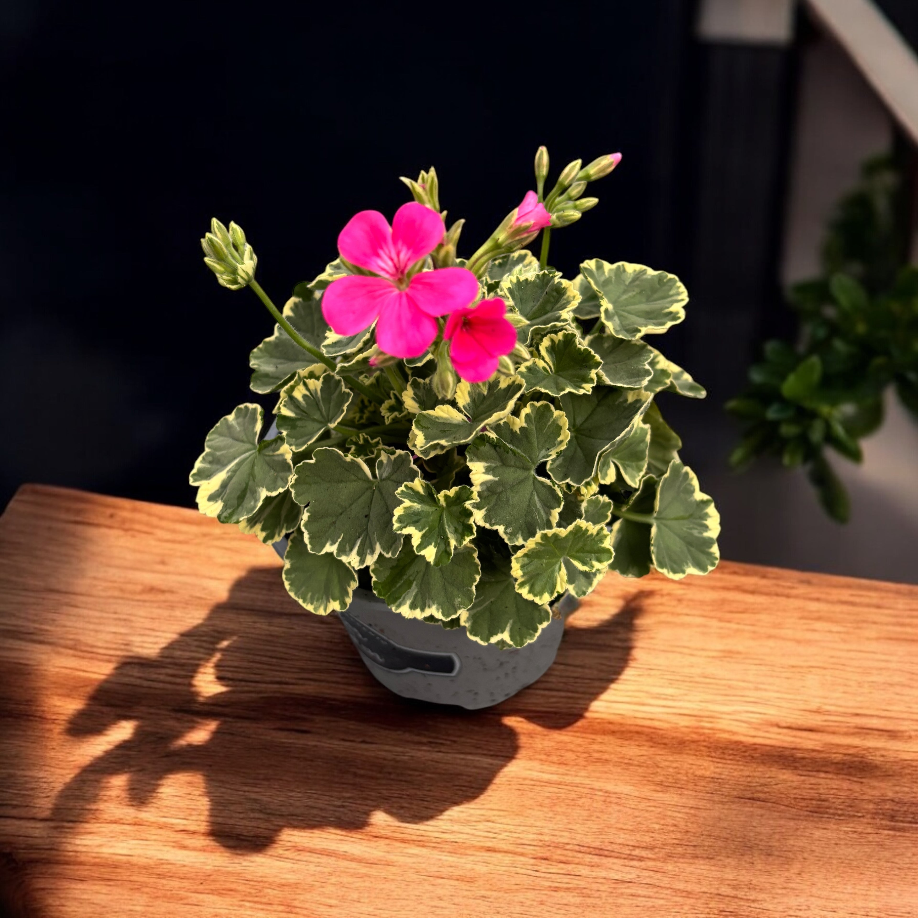 Pelargonium ‘Madame Salleron’ (muscate cu frunze colorate)