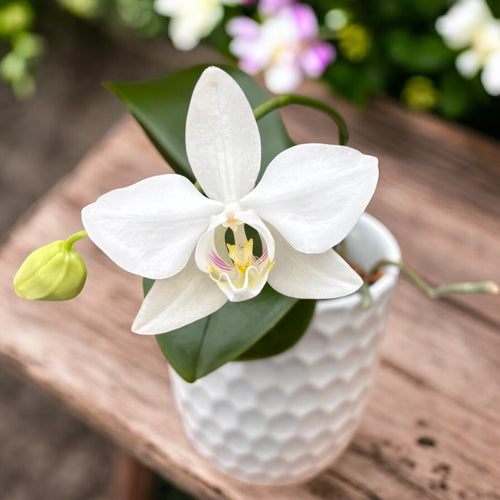 Phalaenopsis amabilis