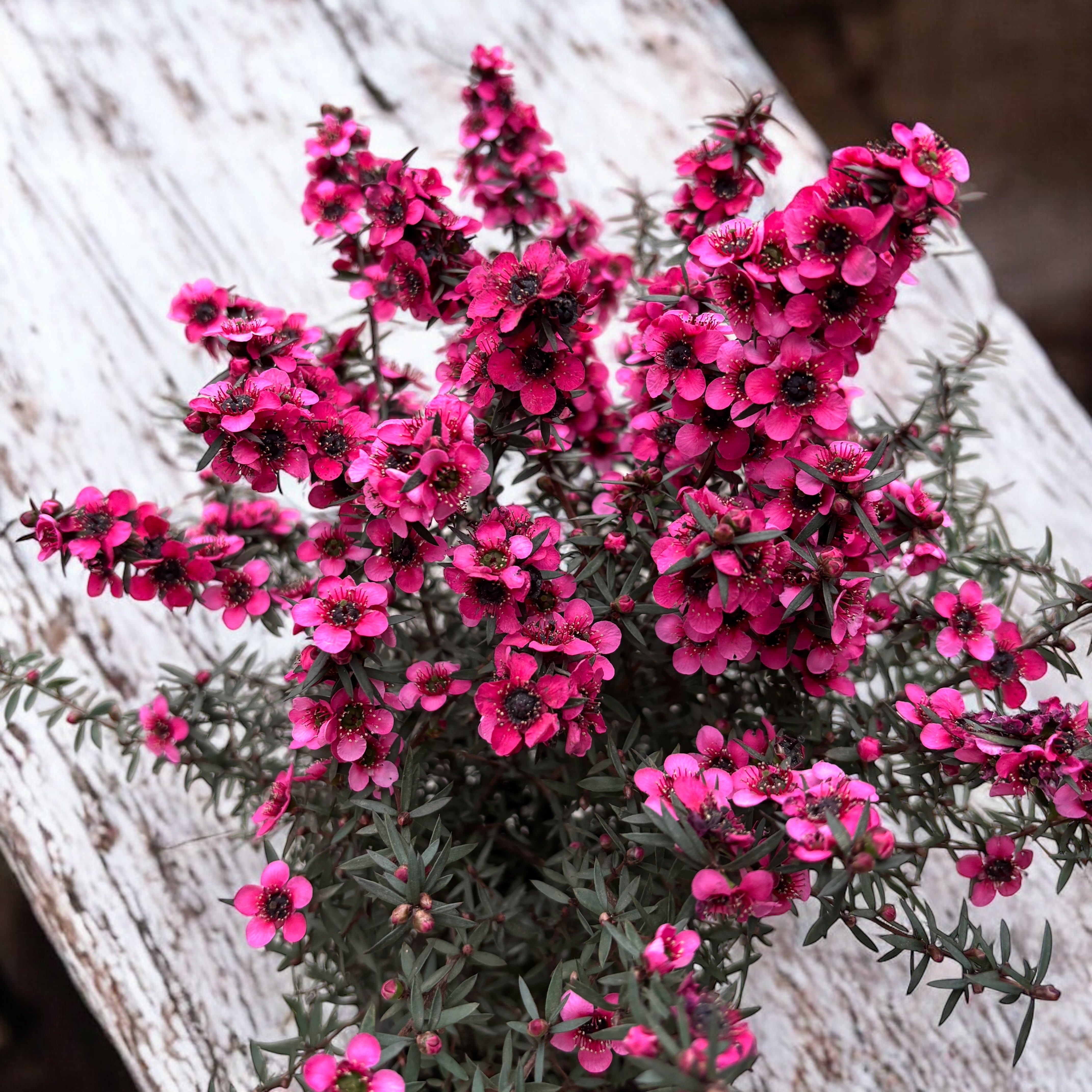 Leptospermum scoparium 'Red' (Tea Tree, Manuka)