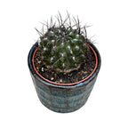 Eriosyce taltalensis subs. paucicostata