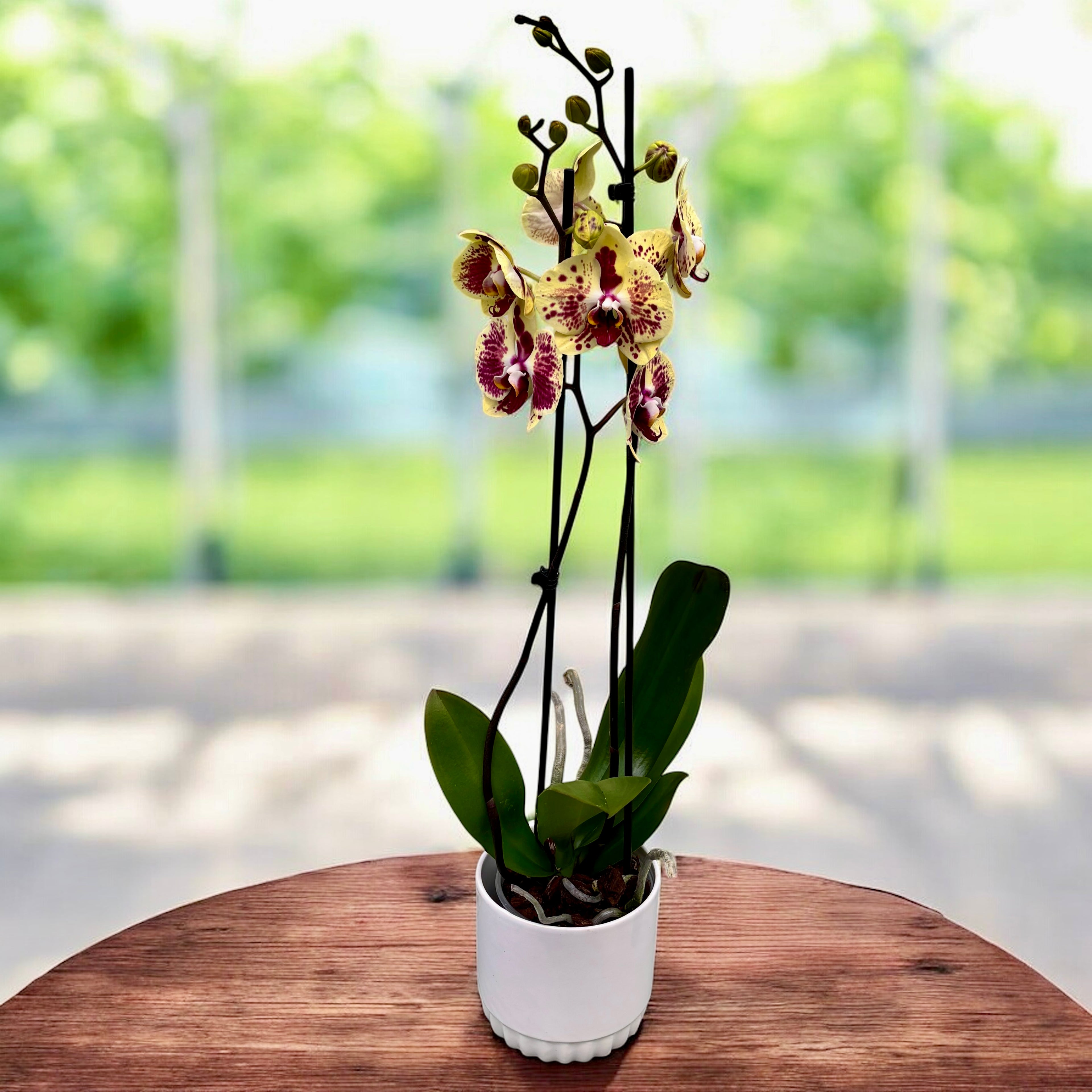 Phalaenopsis Exotic Punch (Pikachu)