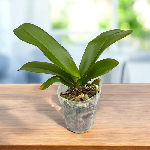 Phalaenopsis Younghome Sunday - nagy ajak