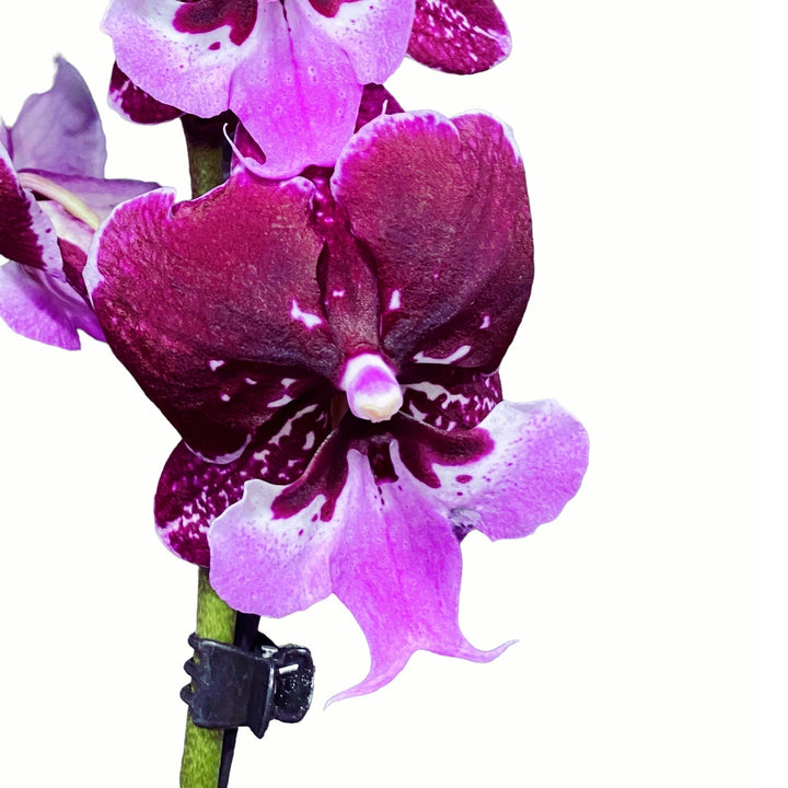 Phalaenopsis Chia-Shing Hot Kiss '256' TW