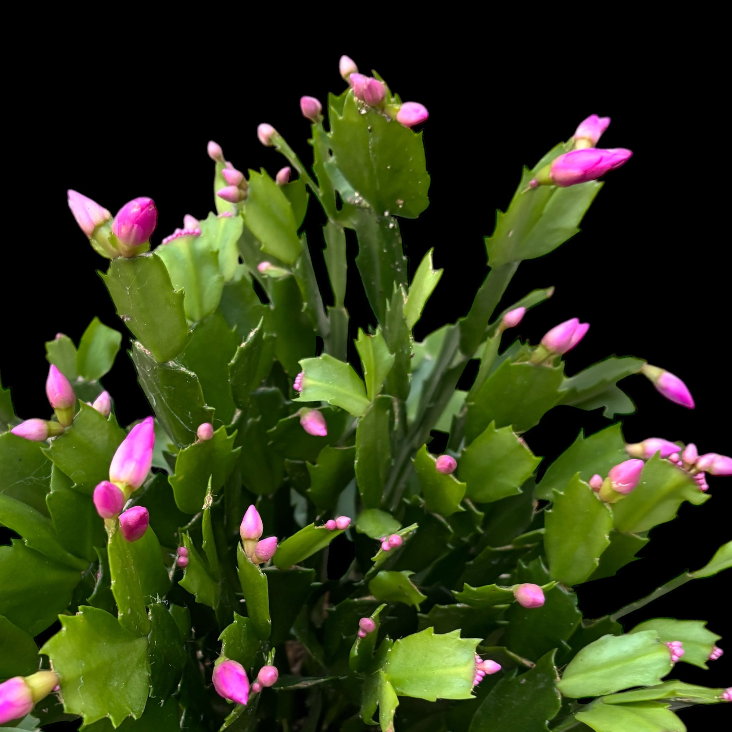 Schlumbergera Cyber Dancer (craciunita roz) - exemplare XL