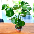 Monstera deliciosa (Swiss plant) D19 - 2 plante/ghiveci