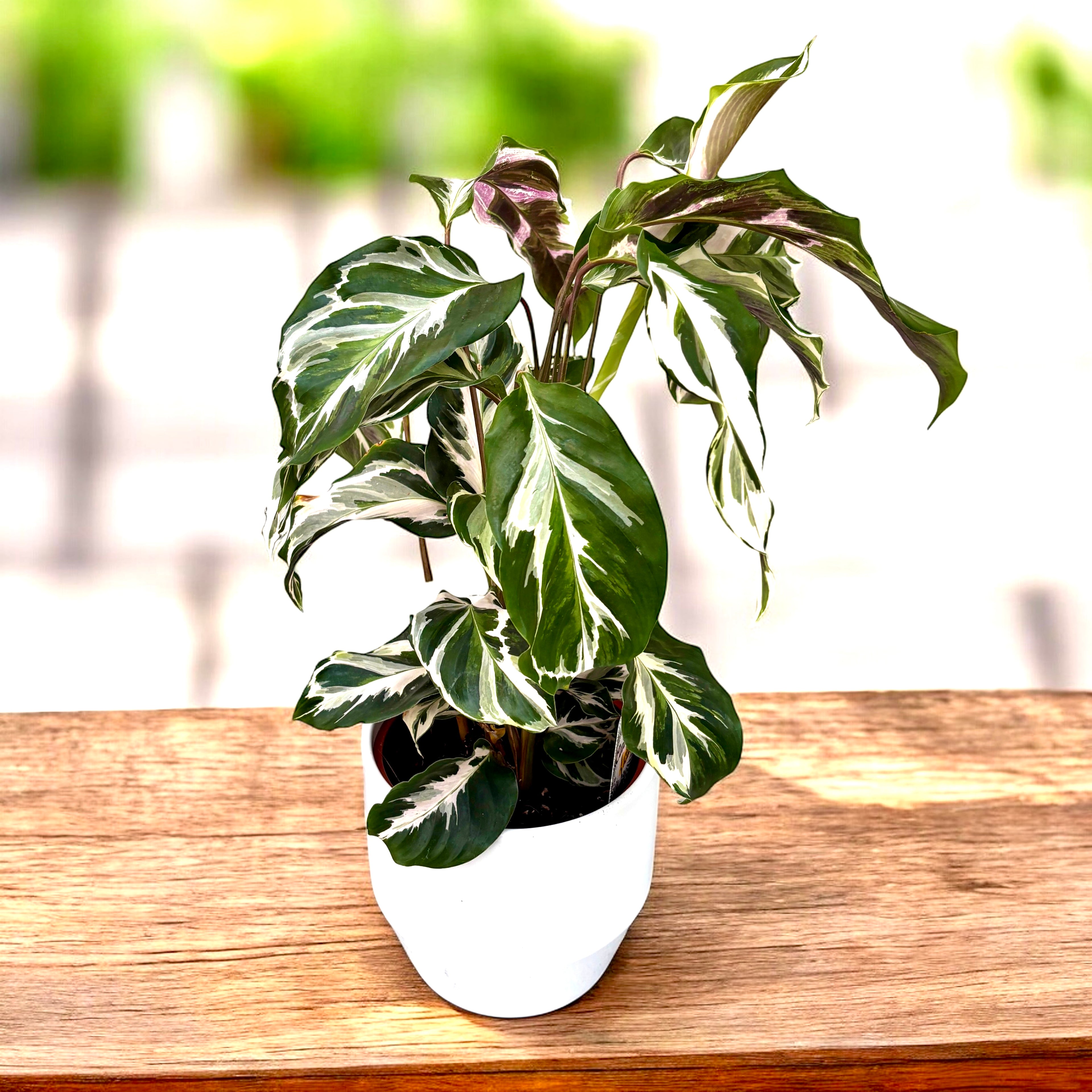 Calathea 'White Fusion'