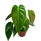 Philodendron esmeraldense