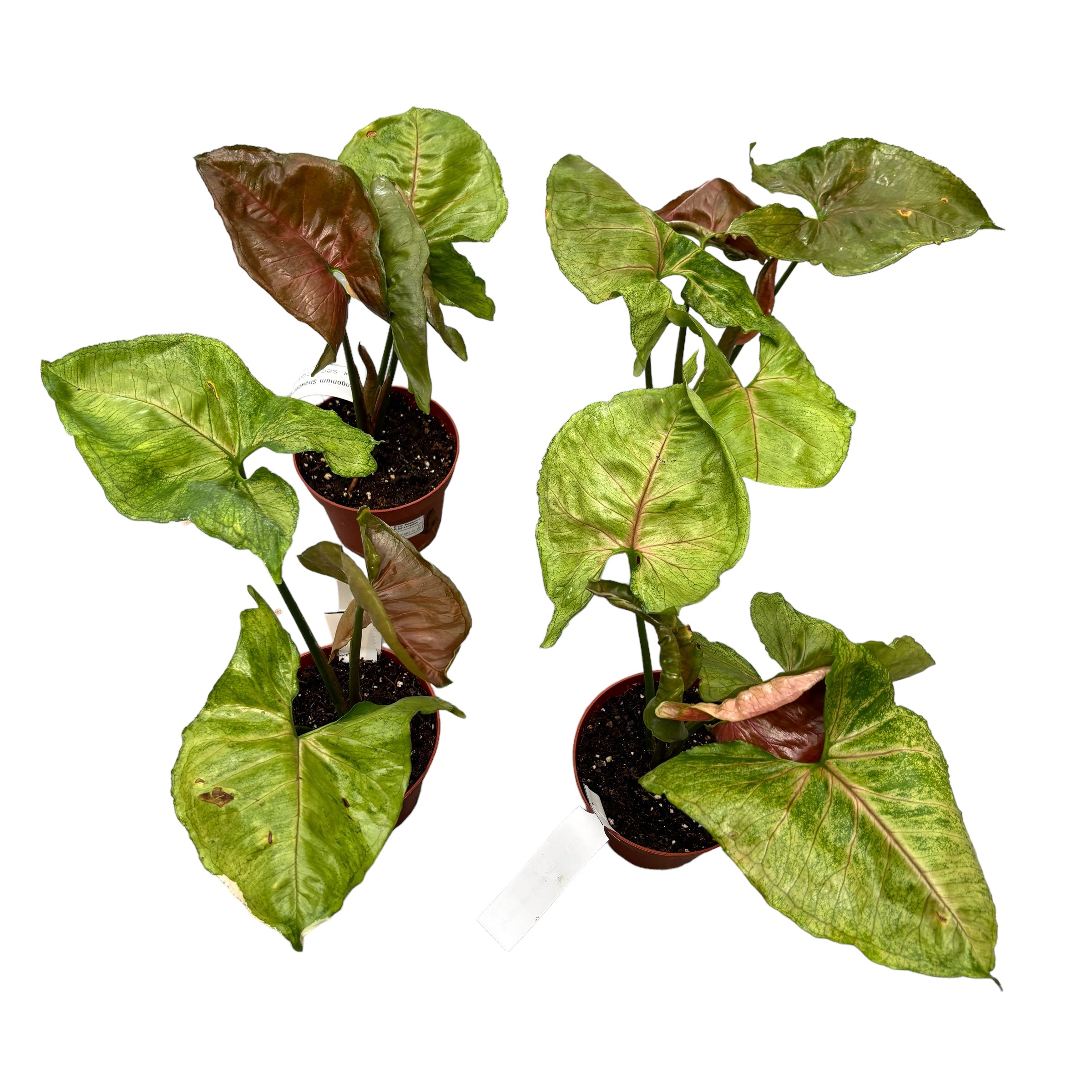 Syngonium Strawberry Ice