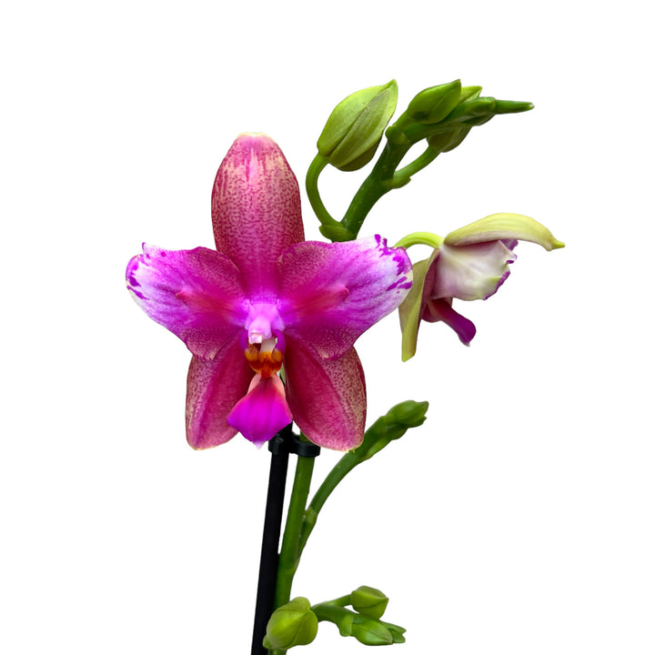 Phalaenopsis Sweet Memory Liodoro peloric LID04