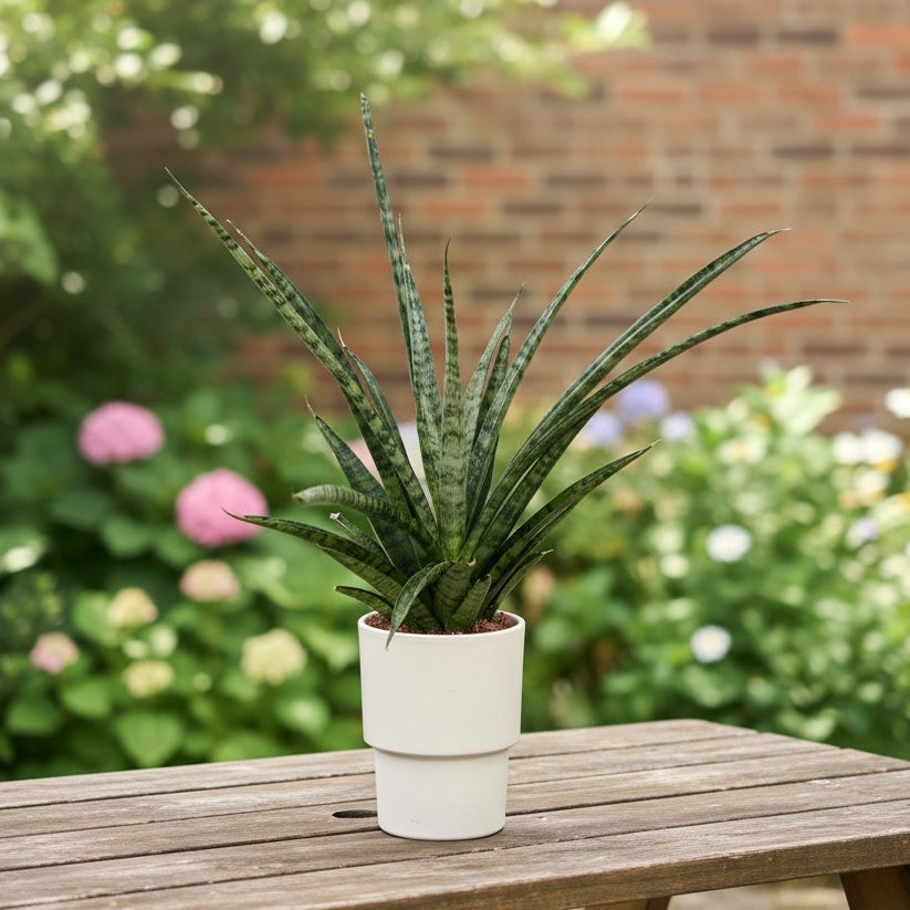 Sansevieria ‘Megan’
