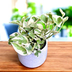 Epipremnum (Scindapsus) aureum 'N'joy'