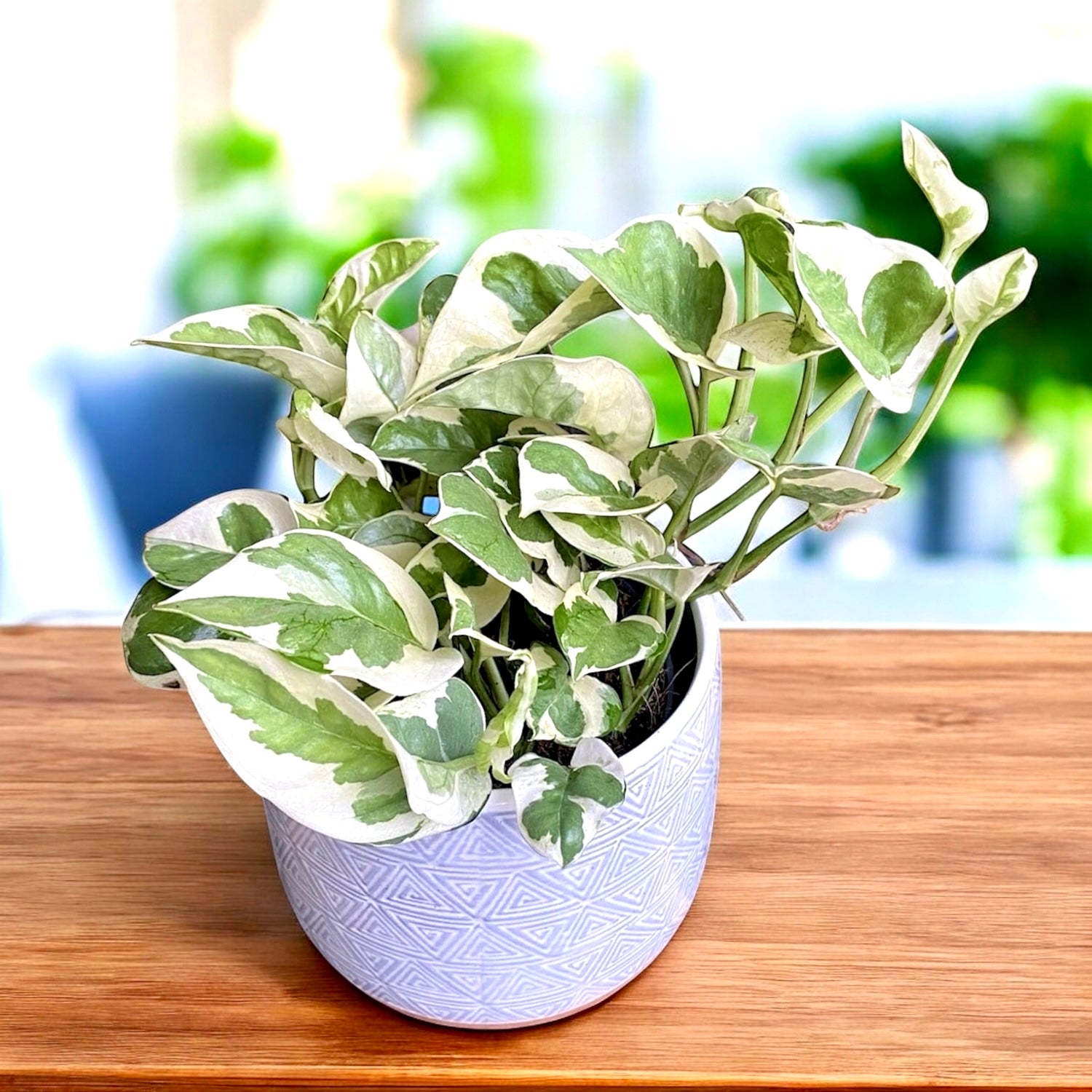 Epipremnum (Scindapsus) aureum 'N'joy'