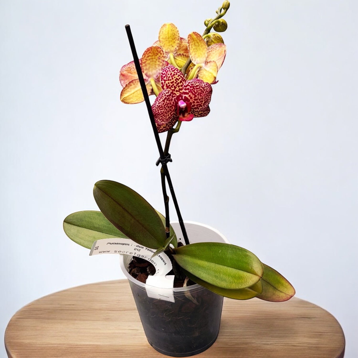 Phalaenopsis I-Hsin Giallo Leopardo