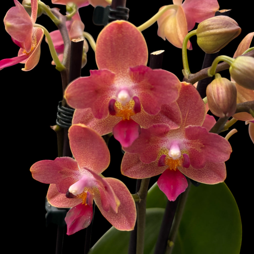 Phalaenopsis Alice - mirisna i pelorijska