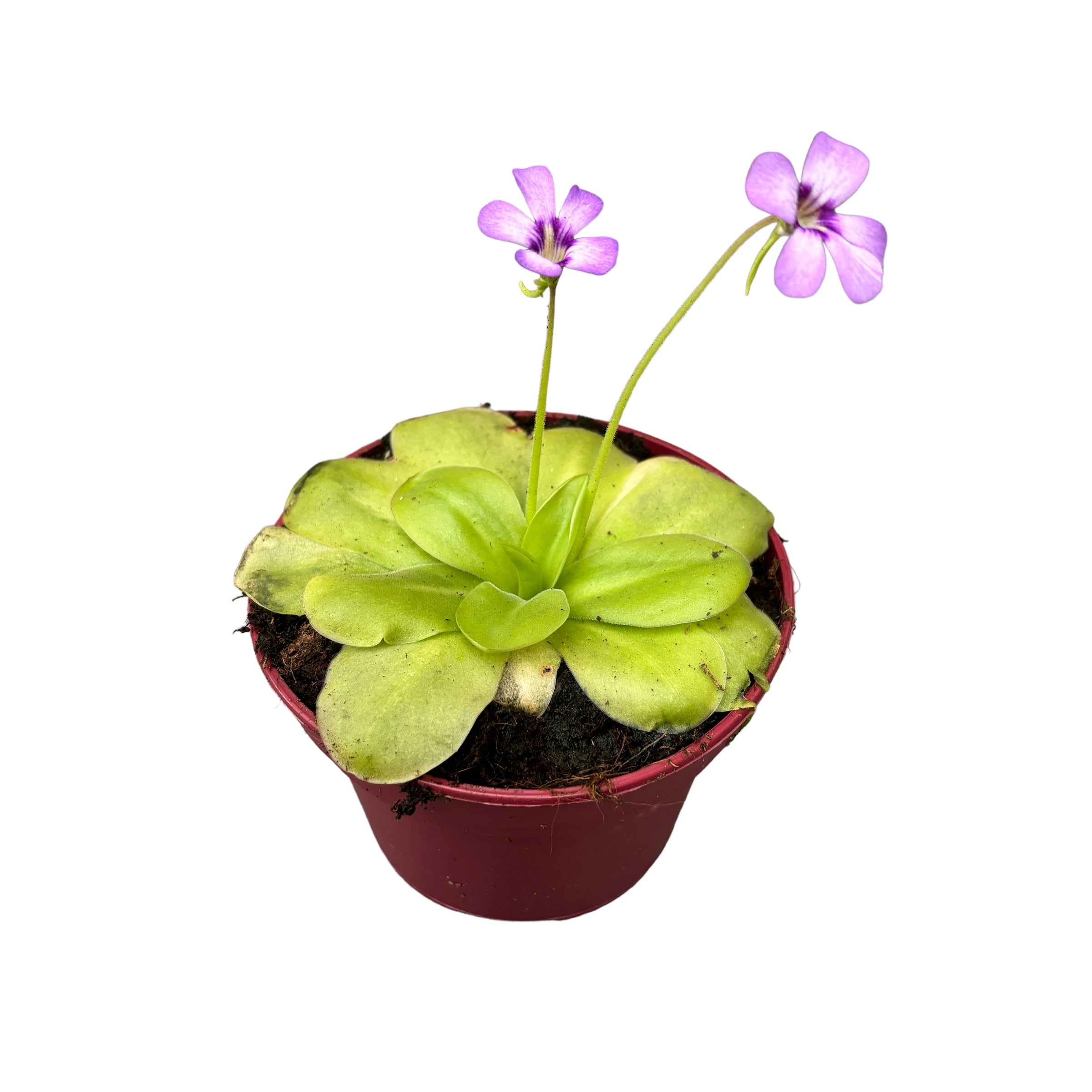 Planta carnivora Pinguicula D12