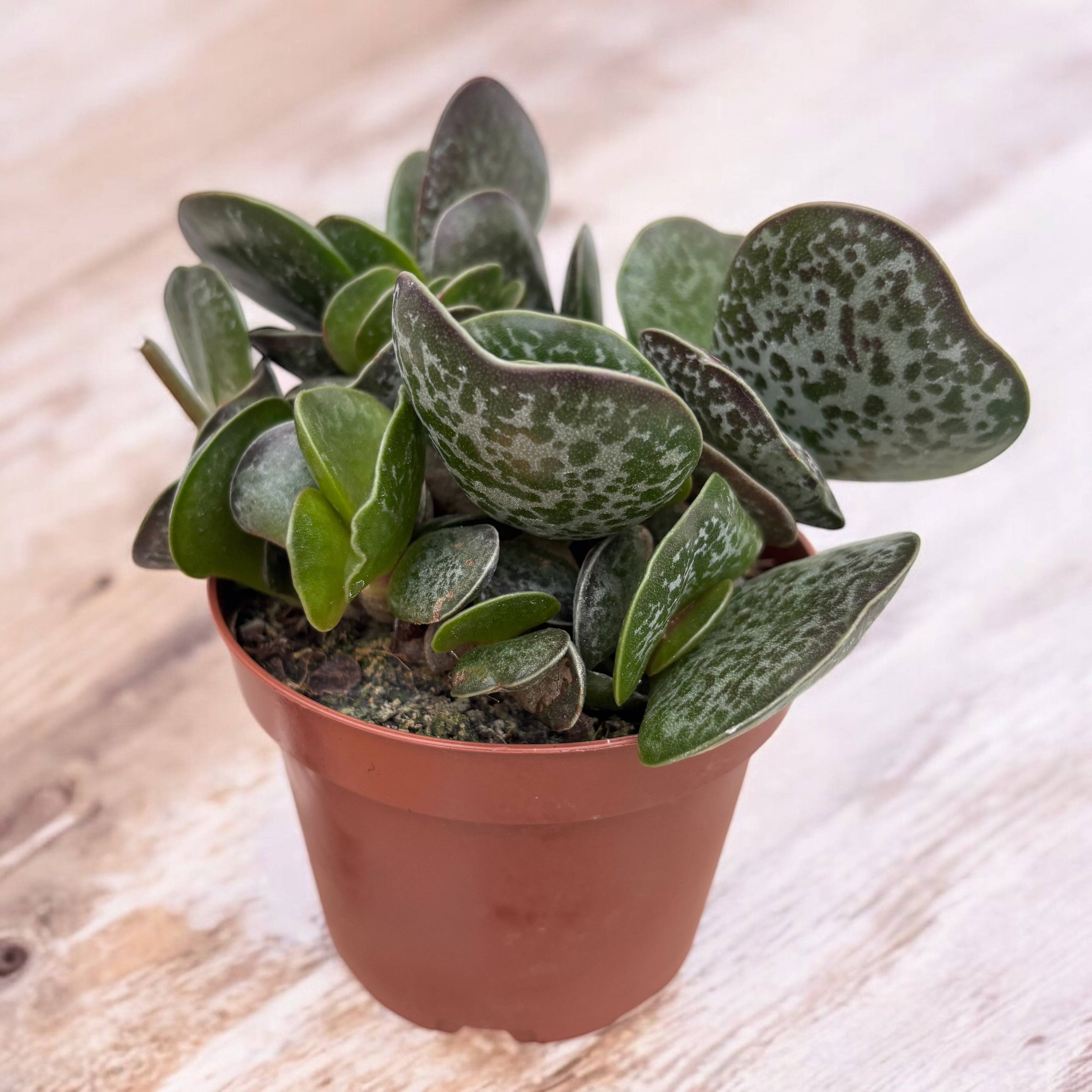 Adromischus maculatus