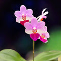 Phalaenopsis Liu's Triprince 'MK' * parfumat