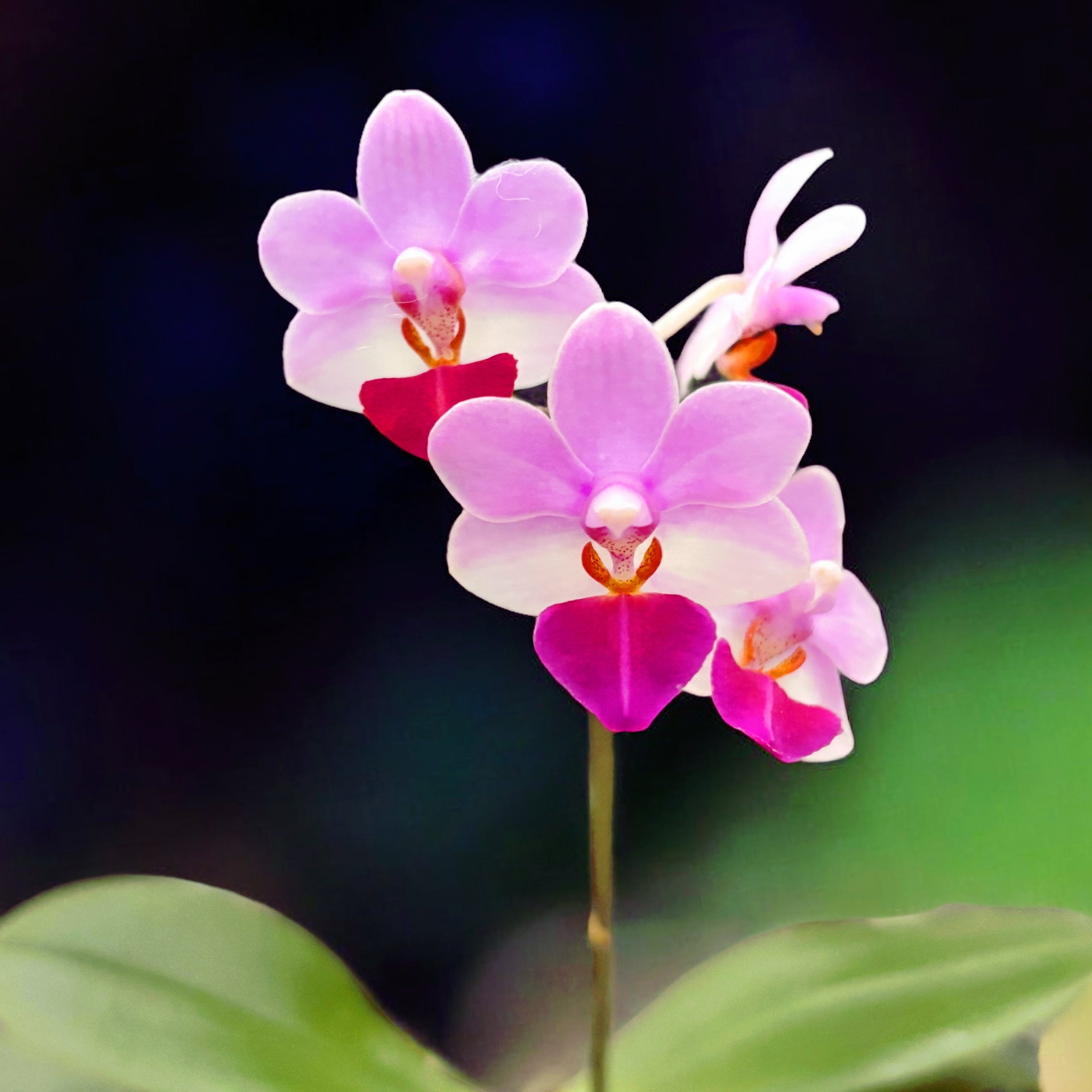 Phalaenopsis Liu's Triprince 'MK' * parfumat