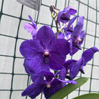Vanda Nitaya Royal Blue (Ansu)