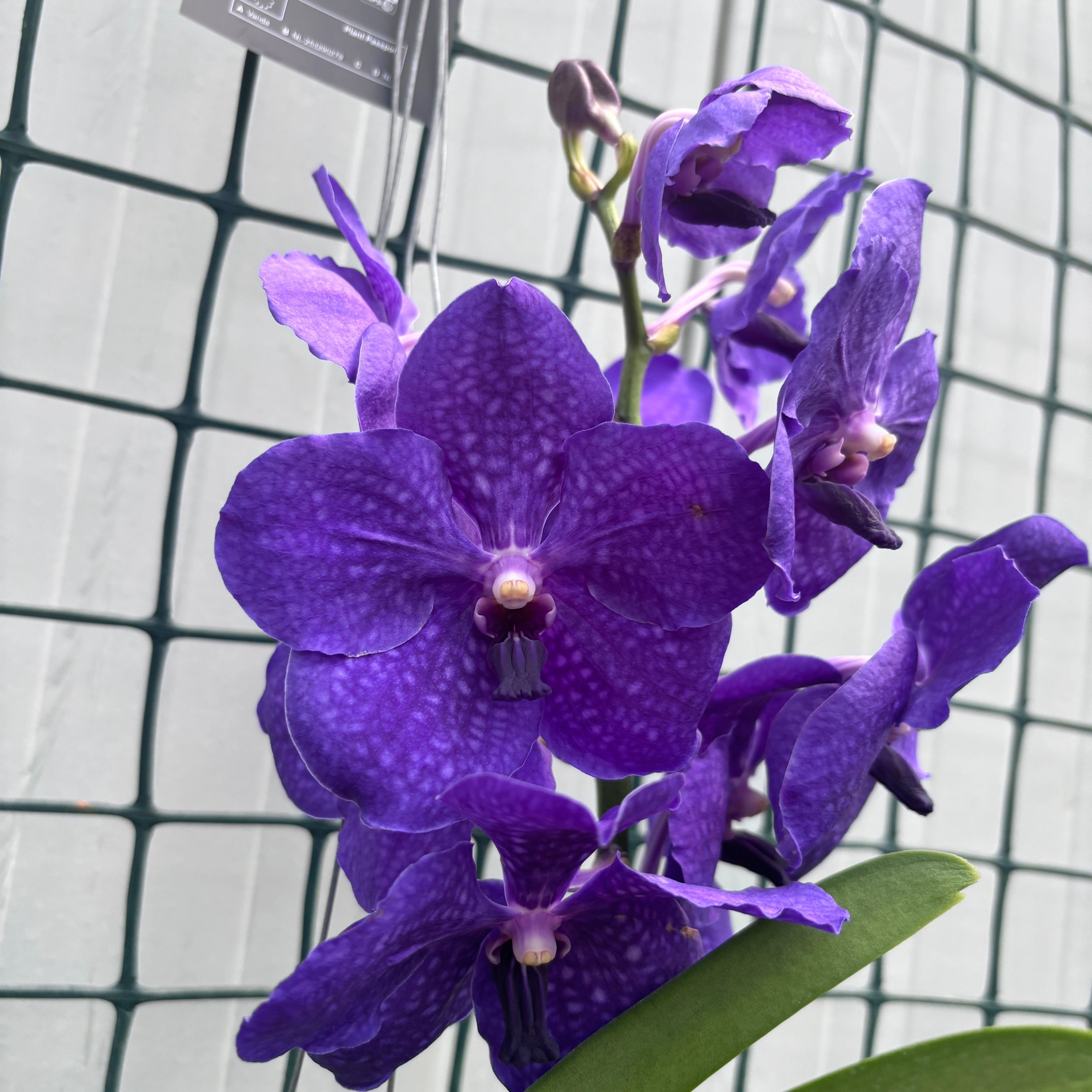 Vanda Nitaya Royal Blue (Ansu)