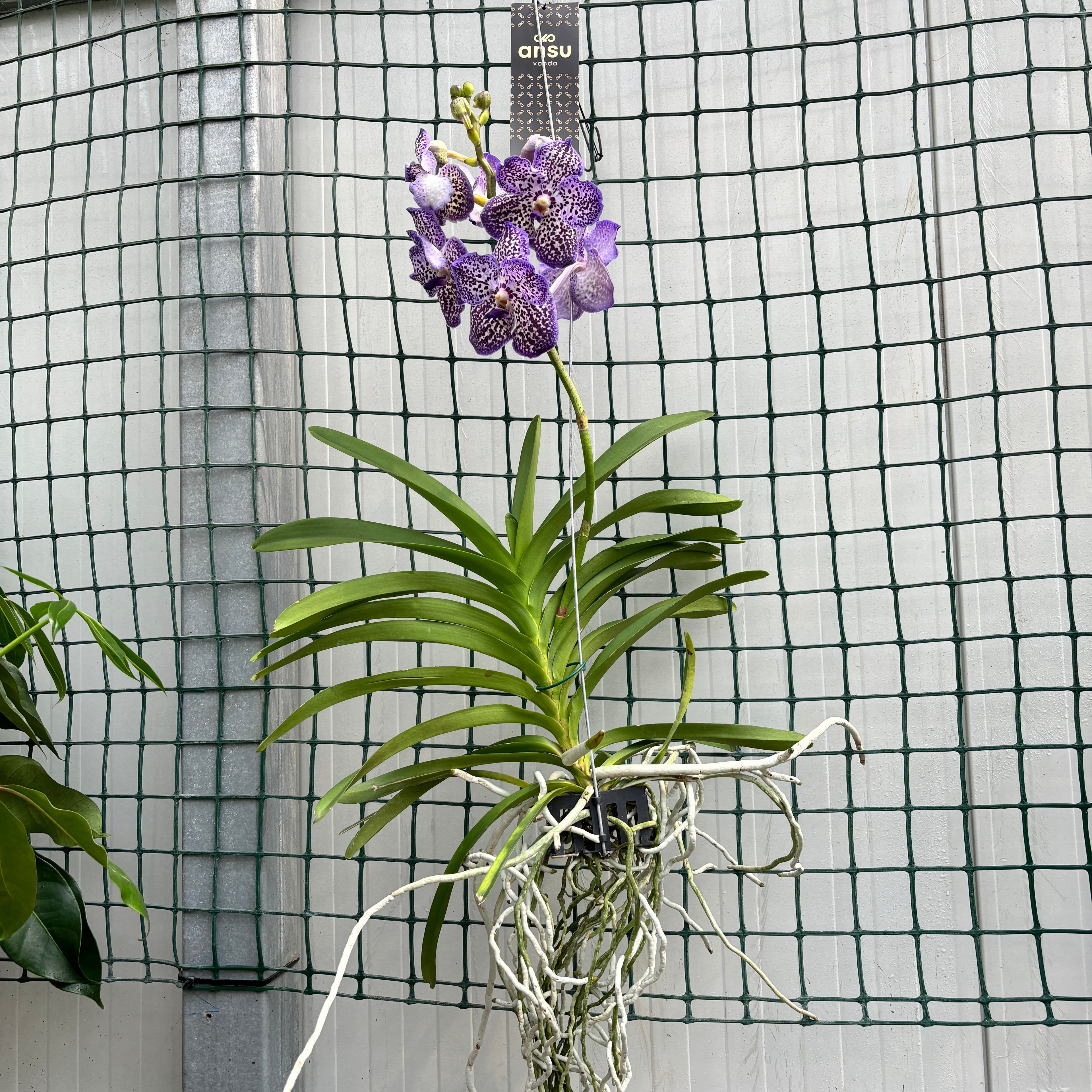 Vanda Sunanda Royal Purple (Ansu)