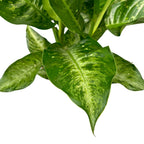 Dieffenbachia 'Memoria Corsii' - 2 φυτά/γλάστρα