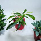 Hoya filiformis (Hoya chlorantha var. tutuilensis)