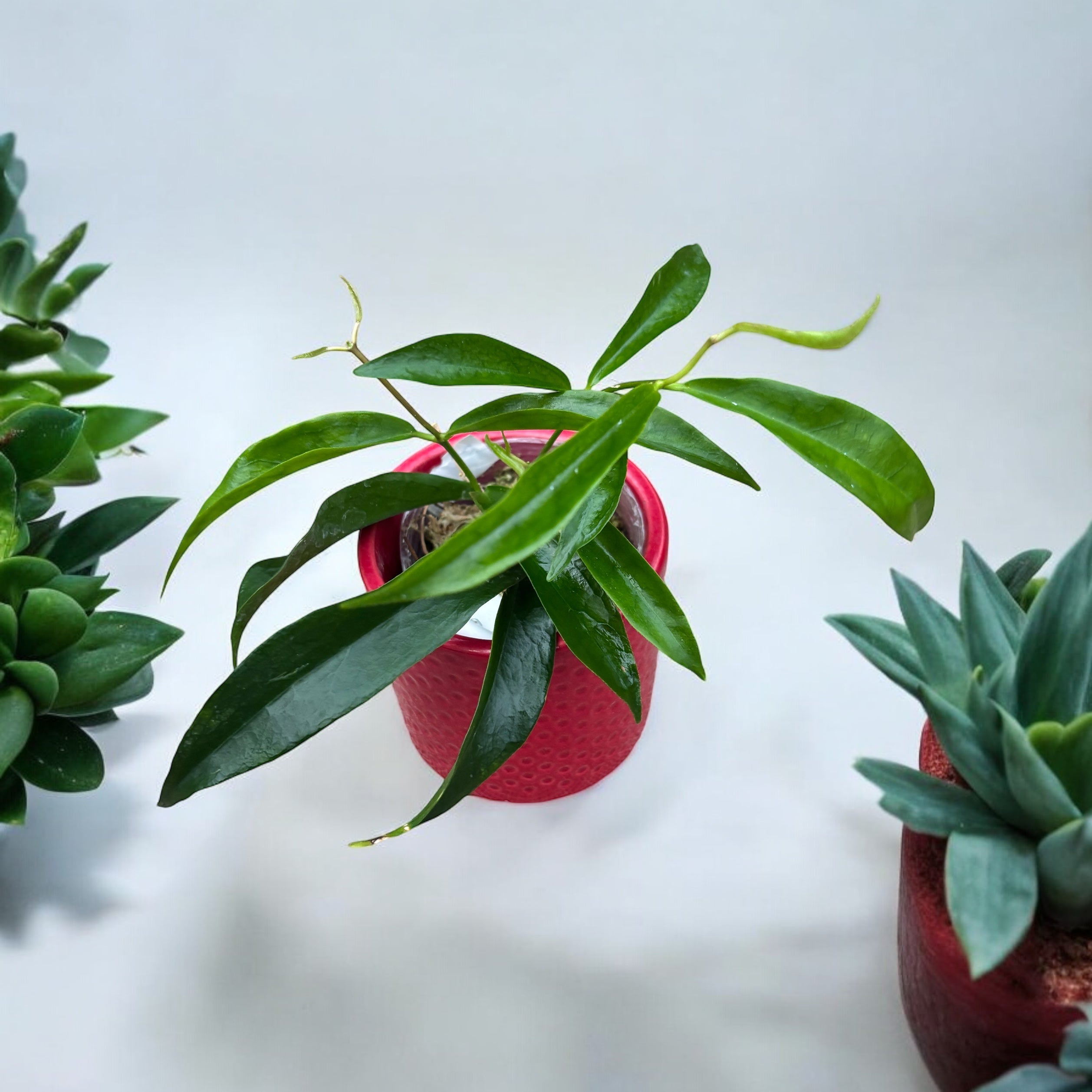 Hoya filiformis (Hoya chlorantha var. tutuilensis)
