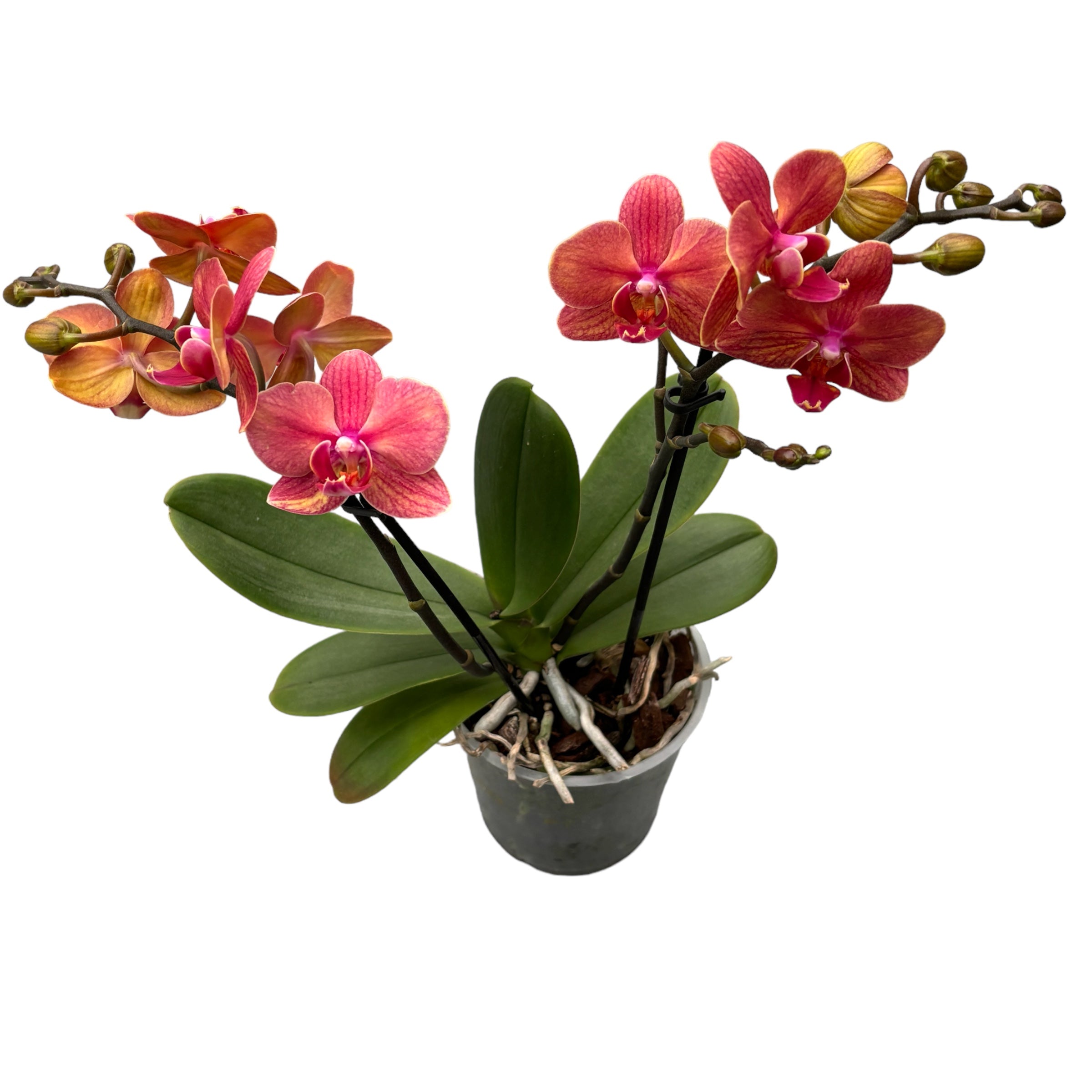 Phalaenopsis multiflora