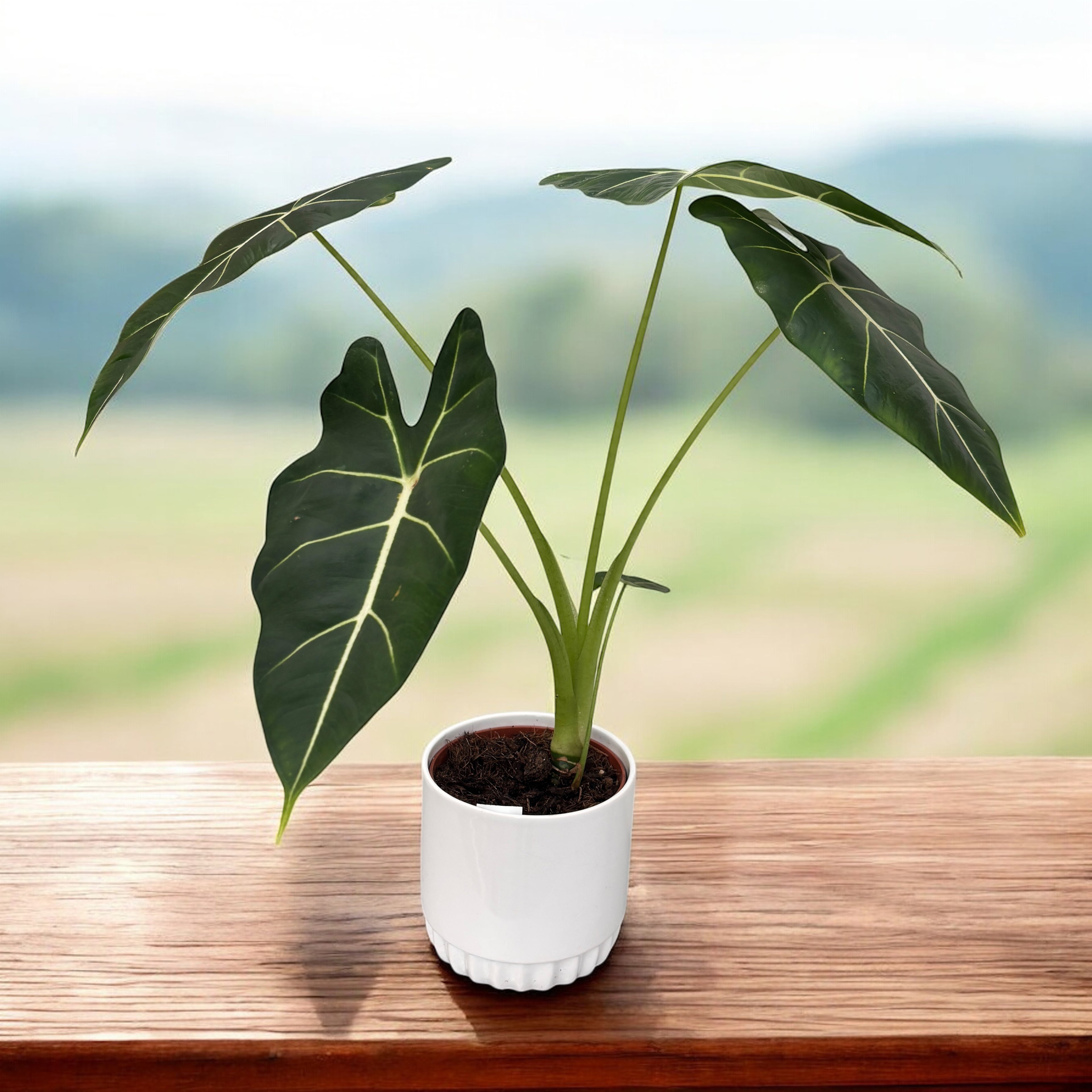 Alocasia Micholitziana 'Frydek'