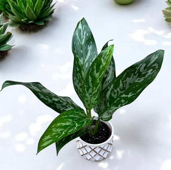 Aglaonema ‘Green Lady’ D9