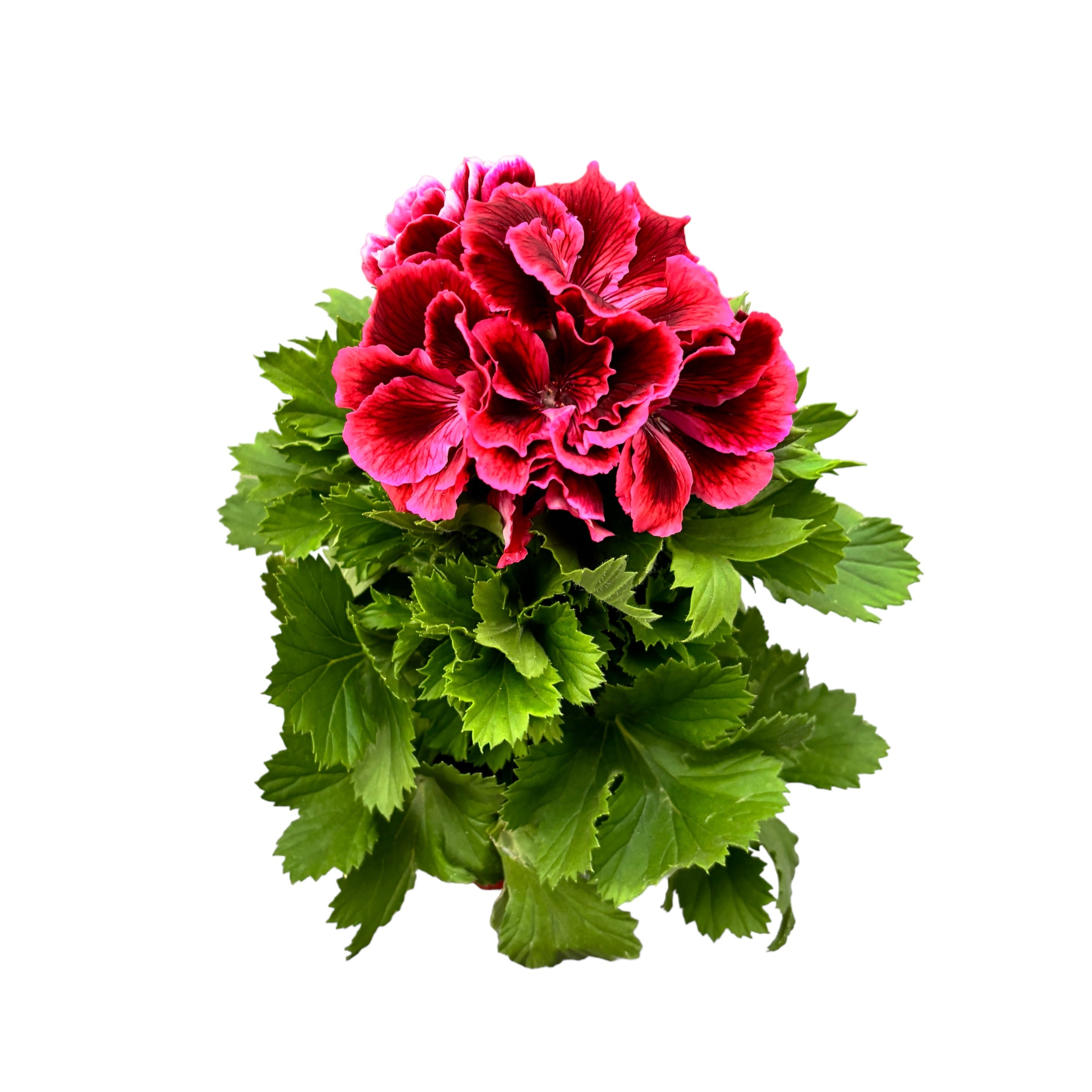 Pelargonium Grandiflorum 'Elegance Kate' (muscate englezesti)