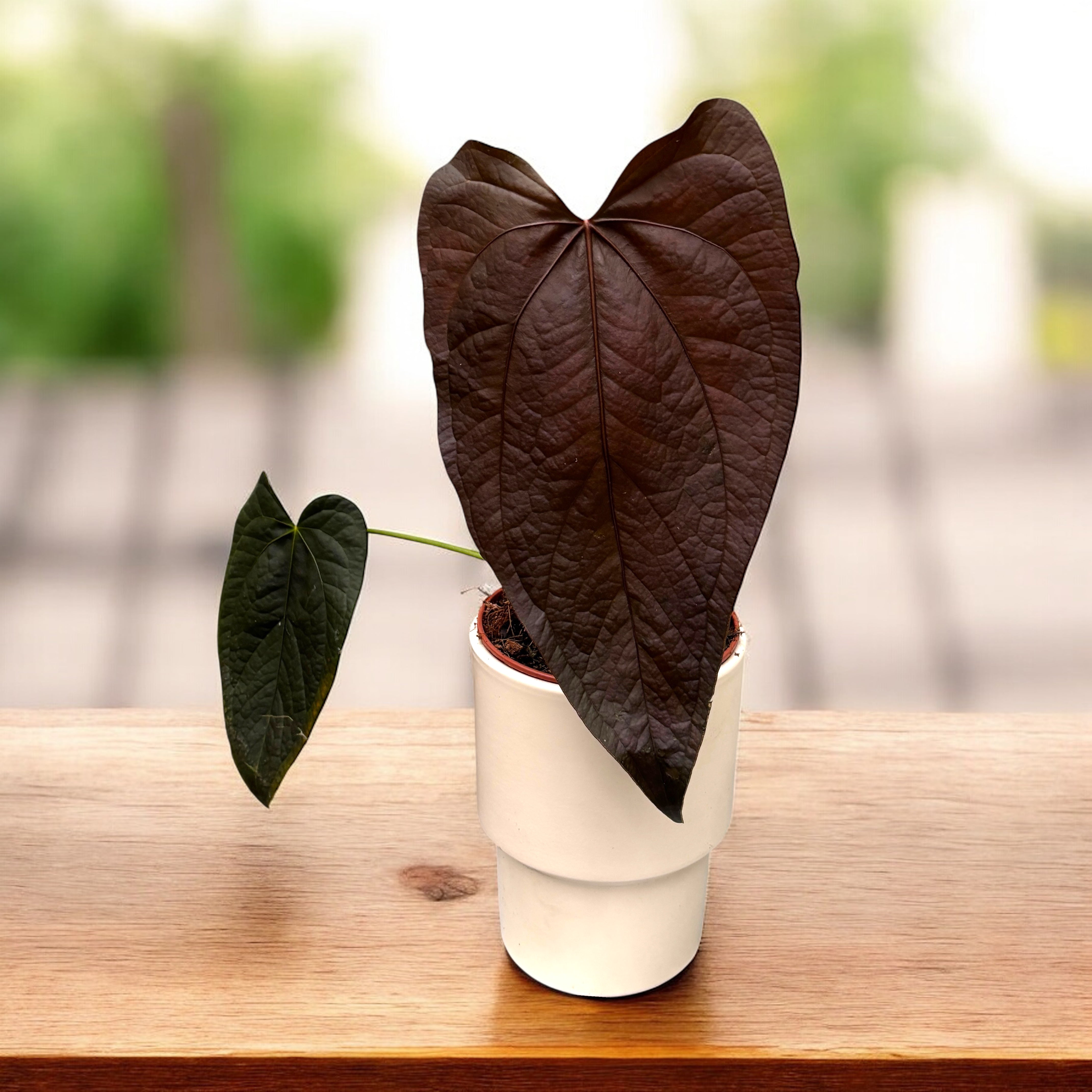 Anthurium 'Queen of Hearts' – Secret Garden Plant Shop