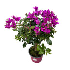Bougainvillea 'Elisabeth Angus' (Sabina) - floarea de hartie roz, pe picior