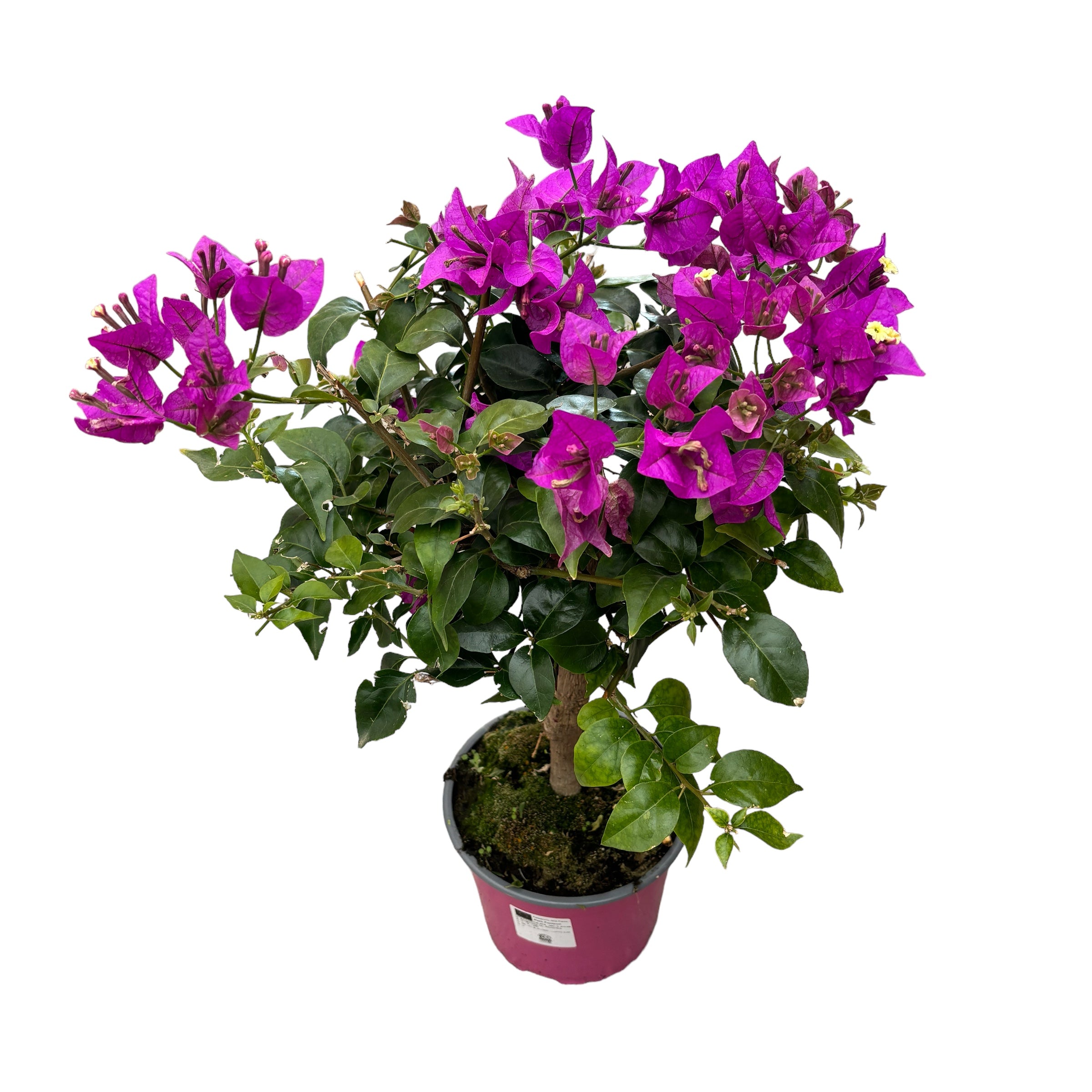 Bougainvillea 'Elisabeth Angus' (Sabina) - floarea de hartie roz, pe picior