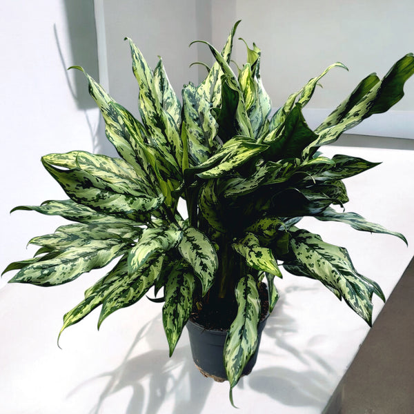 Aglaonema 'Miss Juliette' - XL-Exemplare