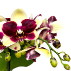 Phalaenopsis 'Catania'