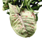 Syngonium Milk Confetti (erősen tarka) XL