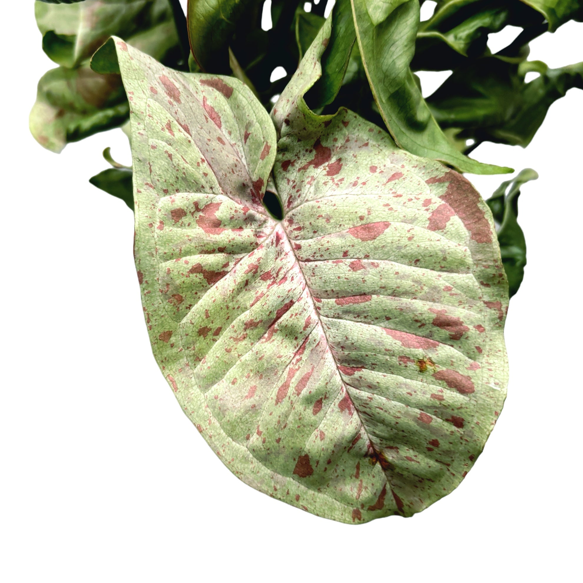 Syngonium Milk Confetti (strong variegated) XL