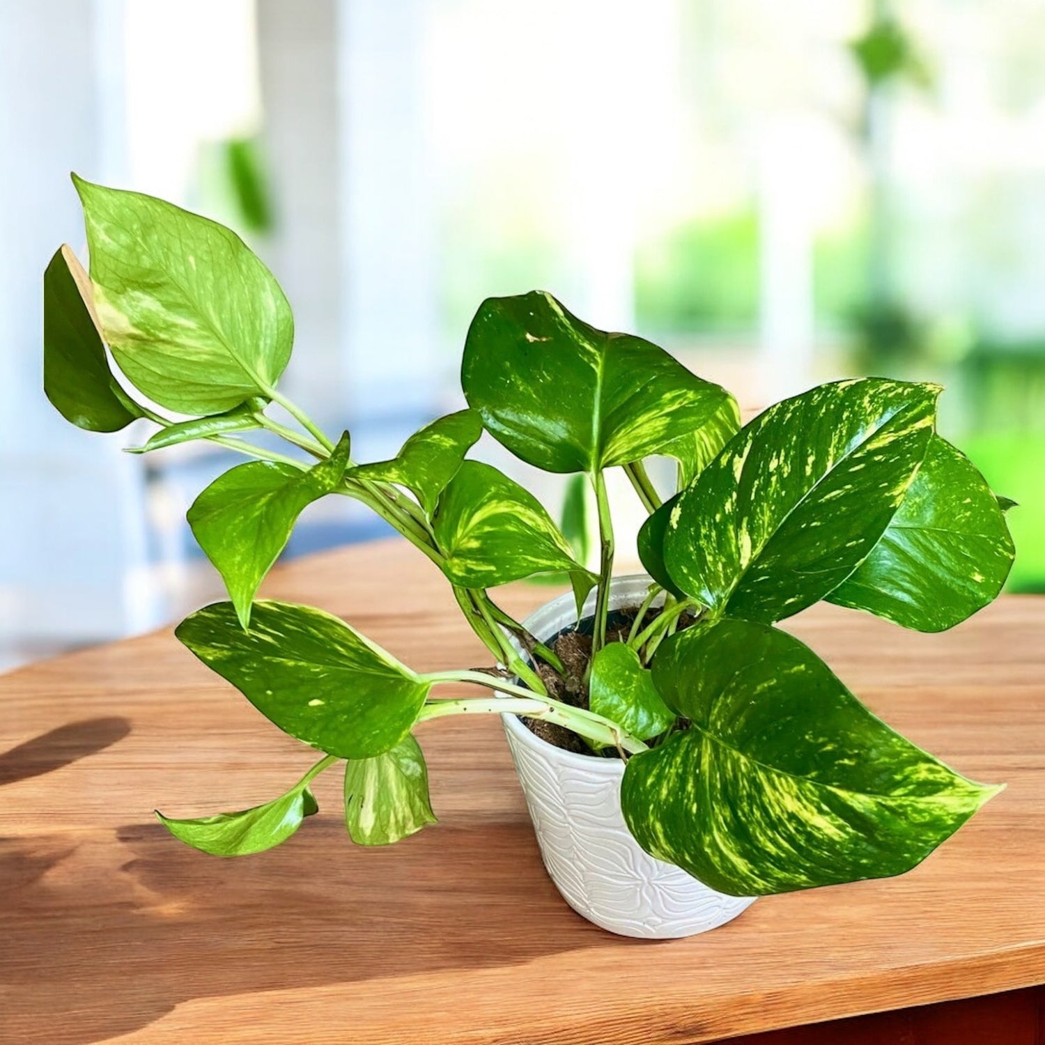 Epipremnum aureum 'Golden' 3-4 plante/ghiveci
