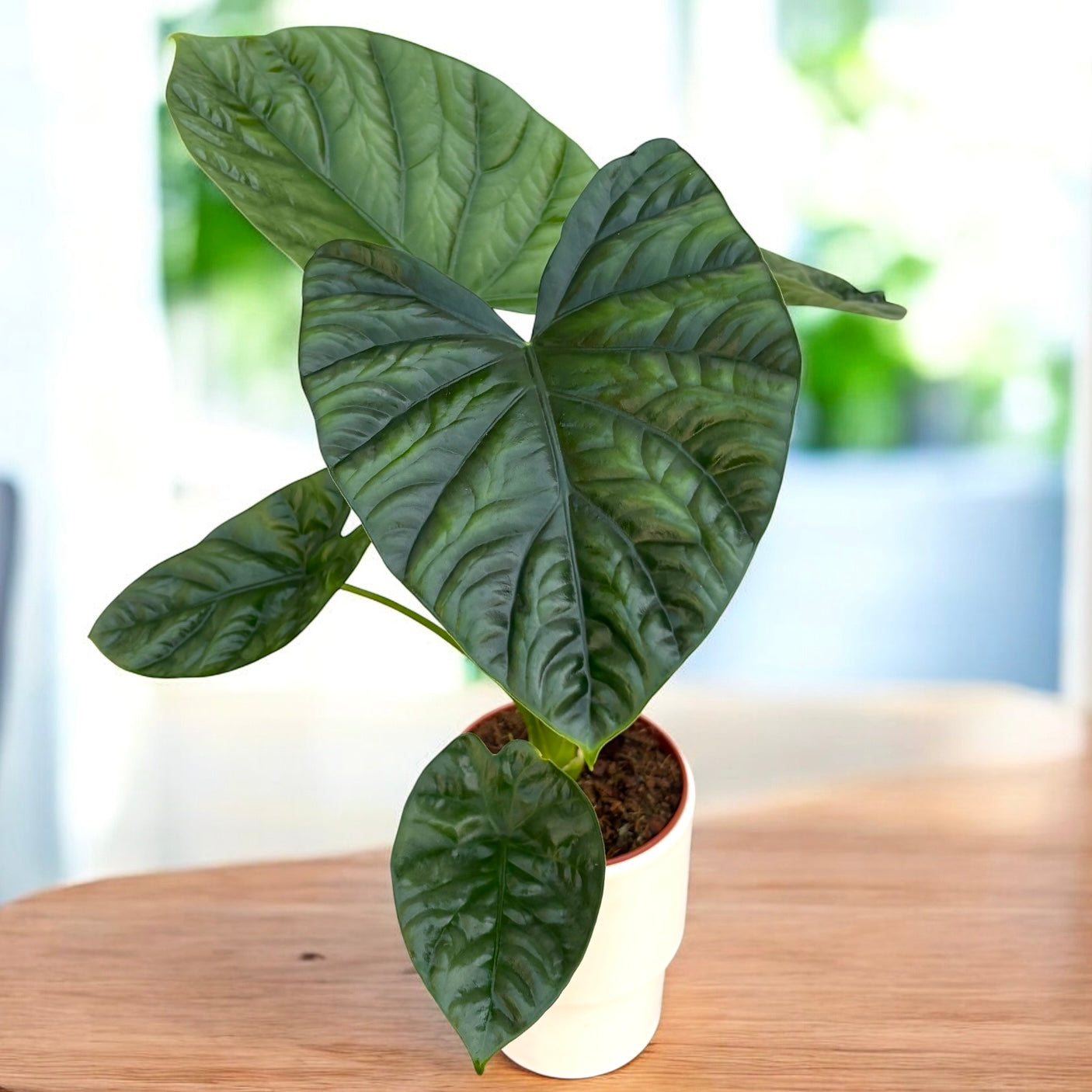 Alocasia 'Lukiwan' - frunze verzi-metalice cu nervuri spectaculoase