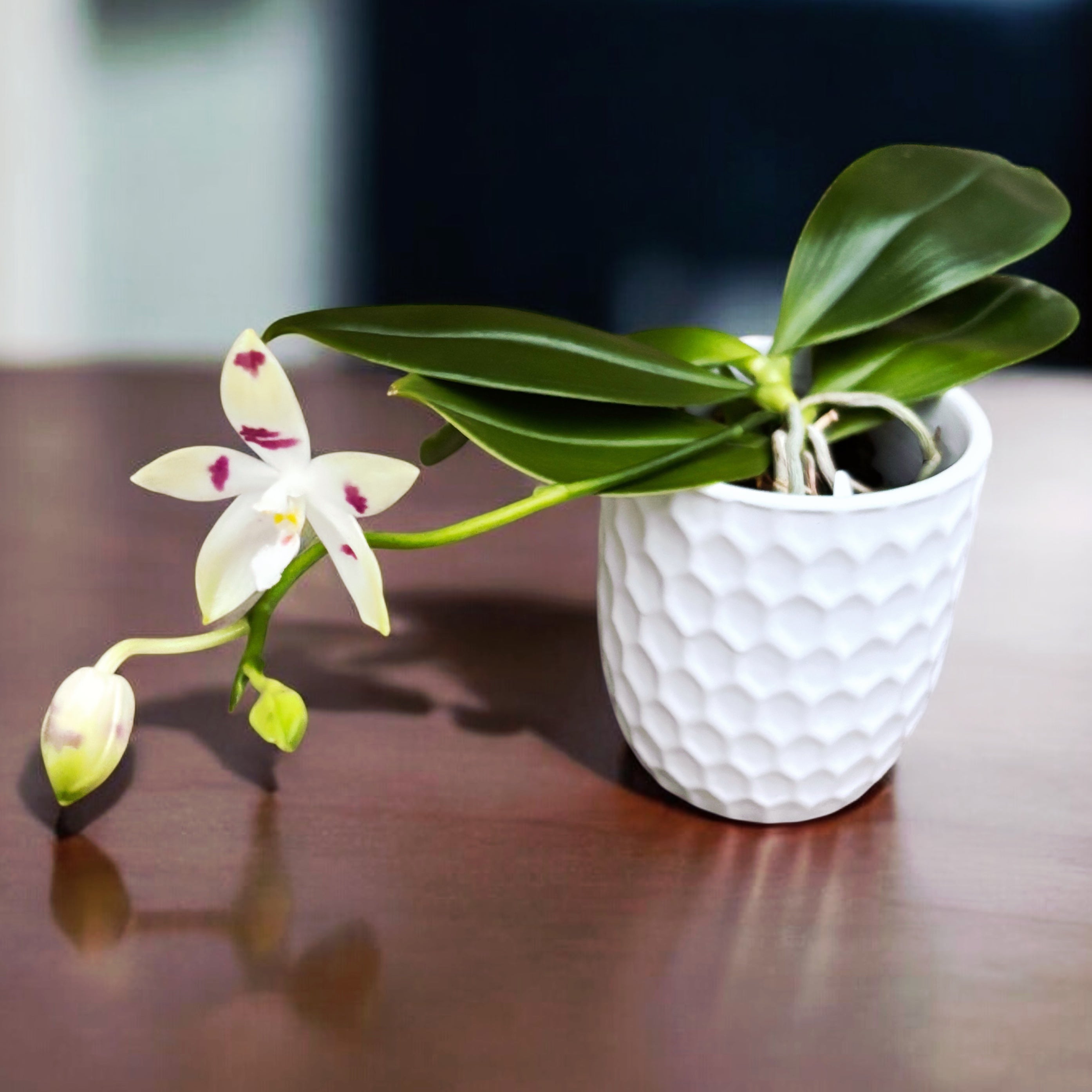 Phalaenopsis tetraspis 'Doodle'