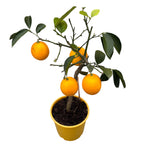 Lamai pe picior Citrus lemon 'Meyer' (Lisa) -  fructificari abundente, fructe suculente
