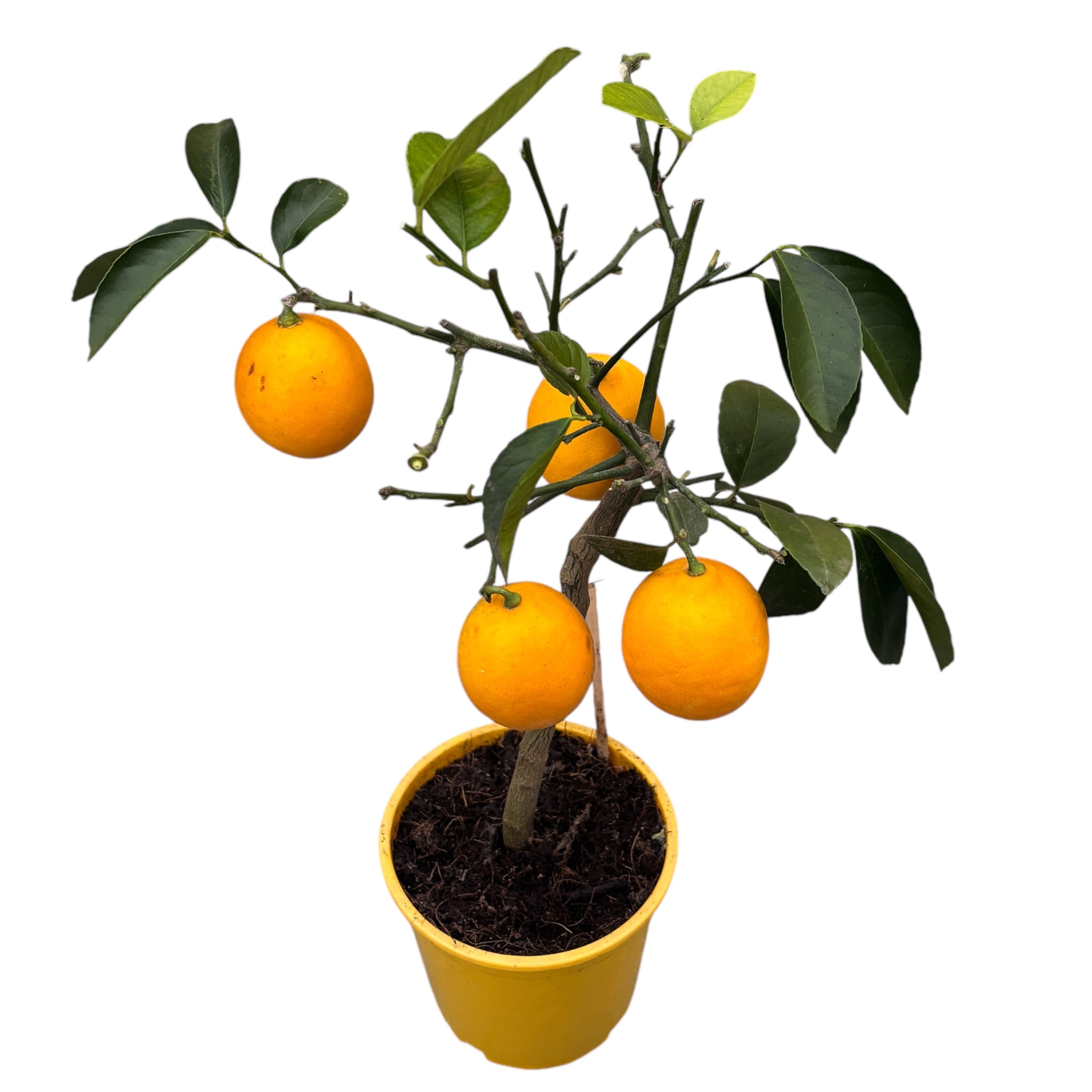 Lamai pe picior Citrus lemon 'Meyer' (Lisa) -  fructificari abundente, fructe suculente