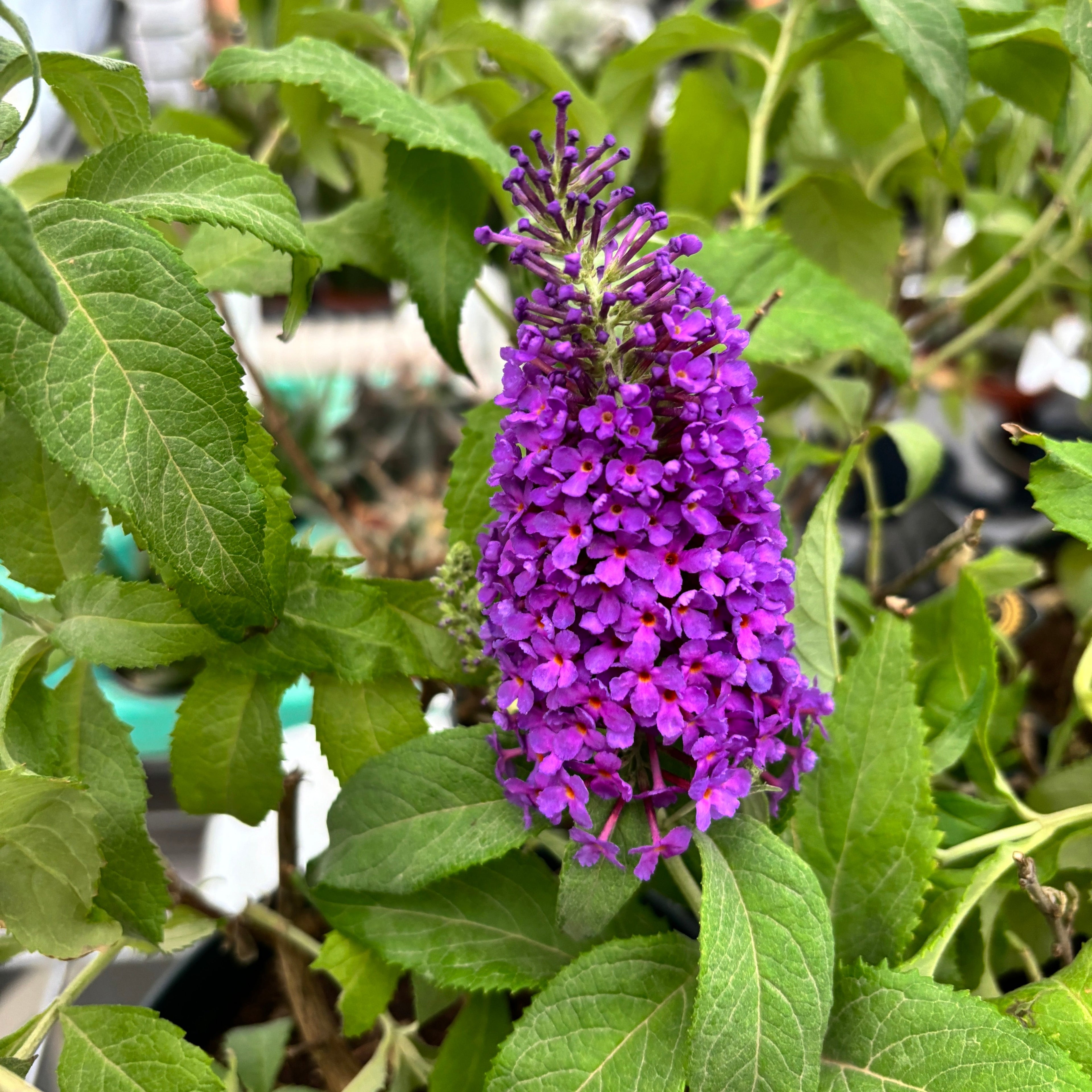 Liliac de vara mix - Buddleja 'Summer Blue'