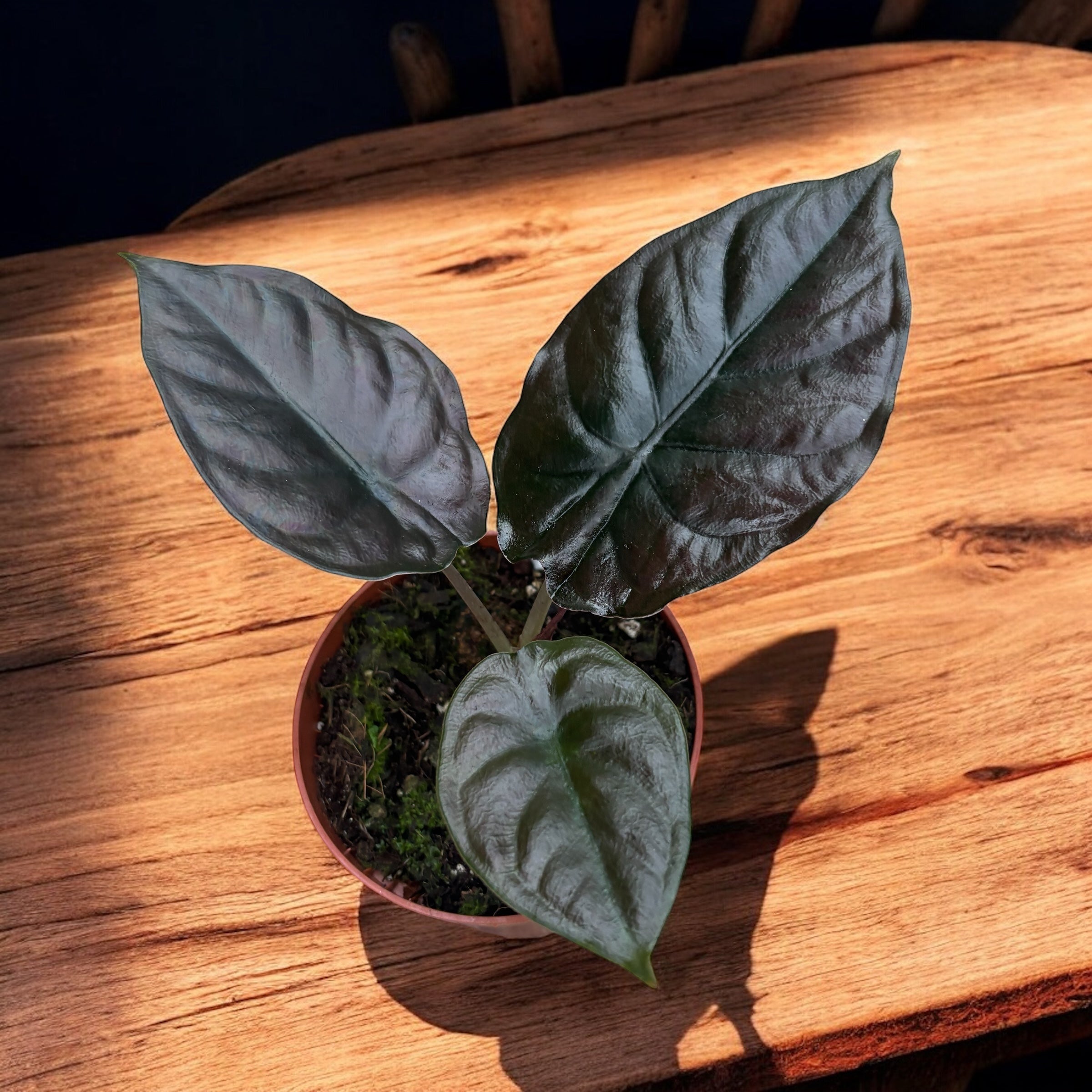 Alocasia 'Black Magic'