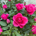 Rosa Purple  - trandafiri pitici ciclam