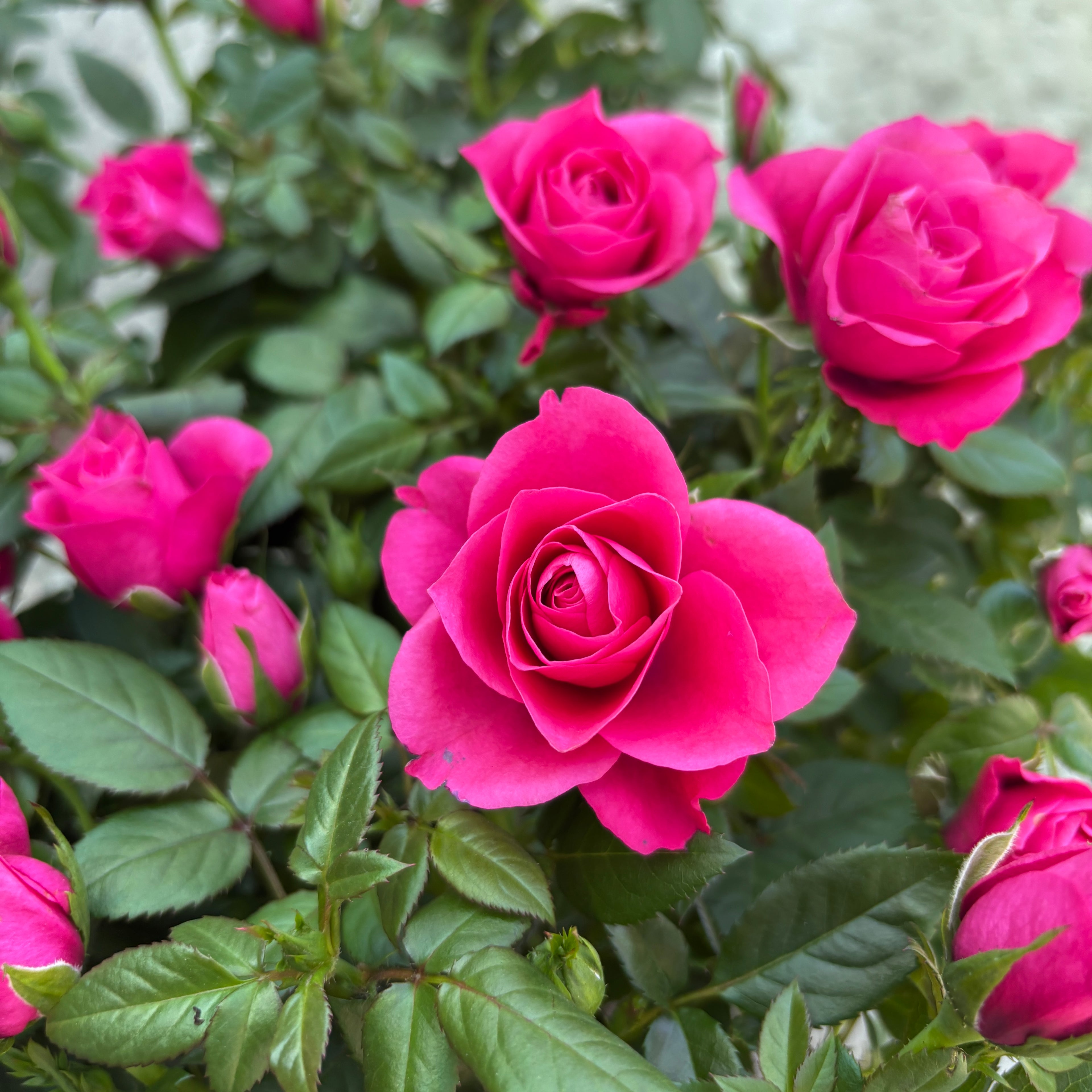 Rosa Purple  - trandafiri pitici ciclam